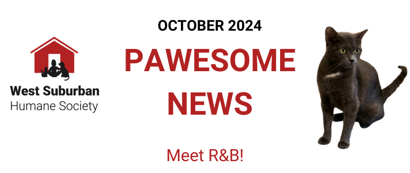 Pawesome News - October 2024